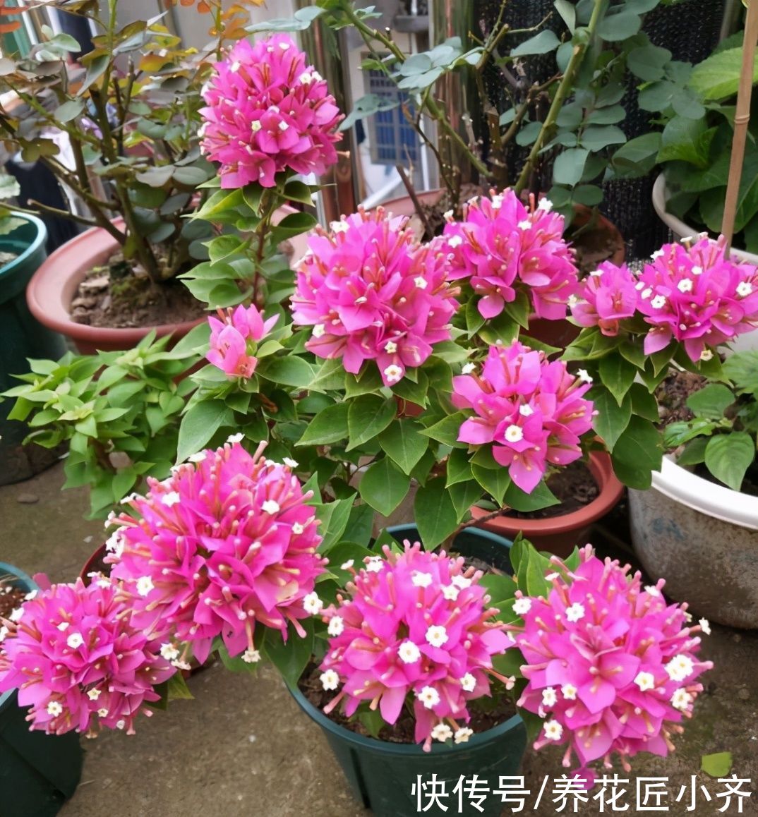 三角梅想要开花多，“高手”都会准备3种肥，再多就是浪费