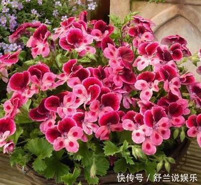 天竺葵“娇惯养”,灿烂满花苞,戳中3个软肋,一年难长个