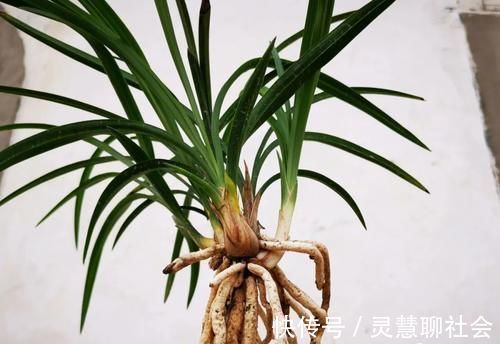 兰花什么时候必须换盆?这3种情况,只有换盆才能成活