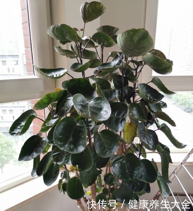 9种大型绿植,耐阴怕晒,放在室内养得好!9种大型绿植,耐阴怕晒,放在室内养得好!