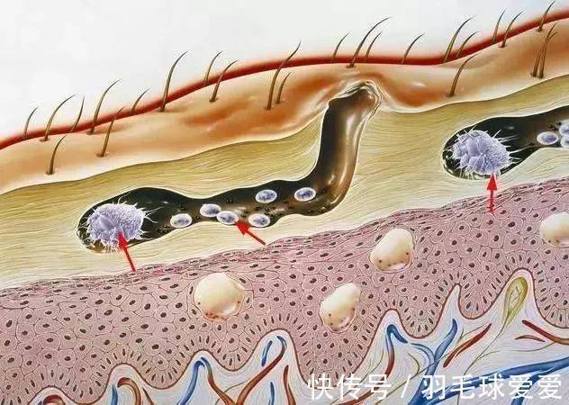 角质层 不了解皮肤,还怎么好好护肤呢?