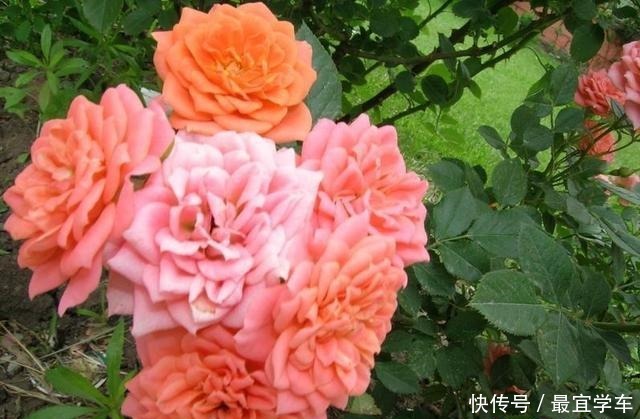 25款庭院月季推荐。助你打造五彩缤纷的庭院,丰花好养还能盆栽