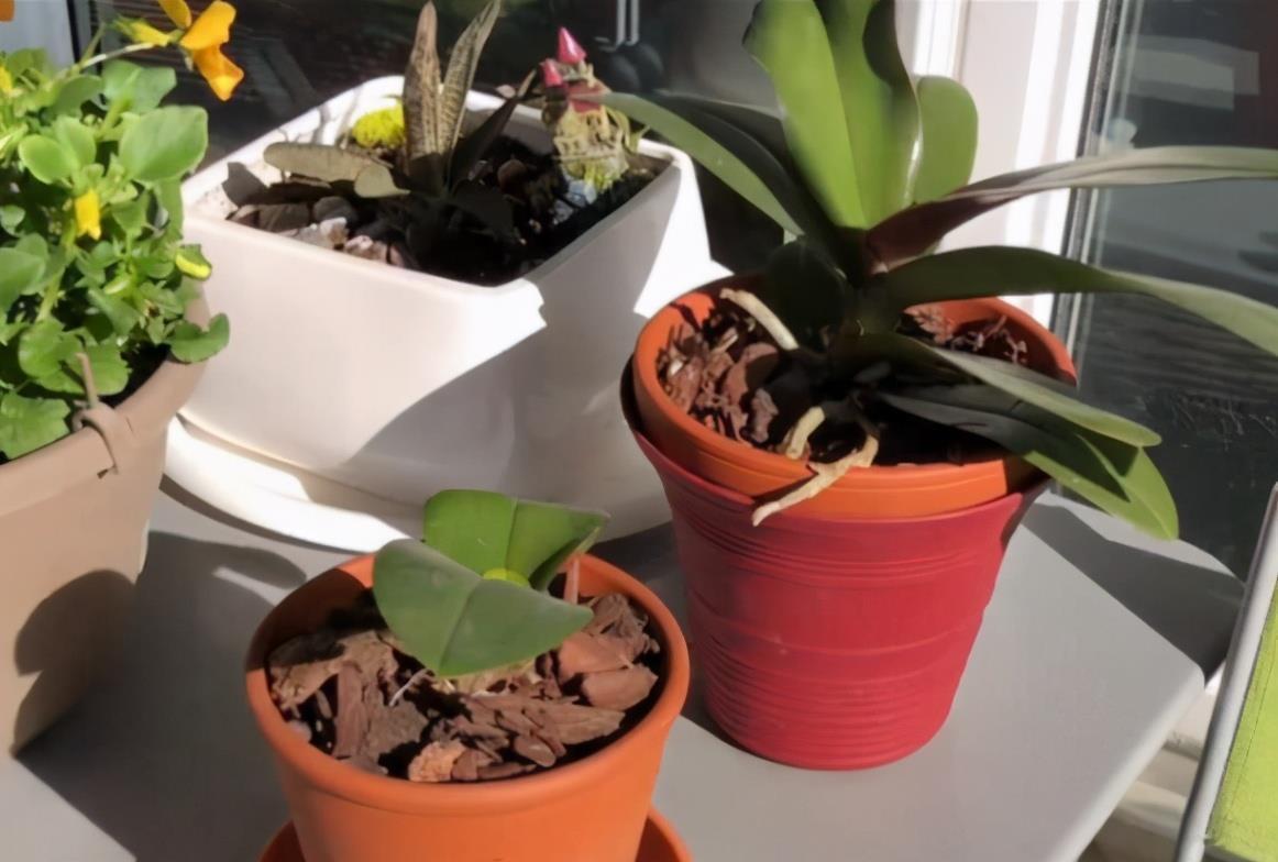 想换盆怕把花“换死”?教你一个“安全”的方法,换完快速生长