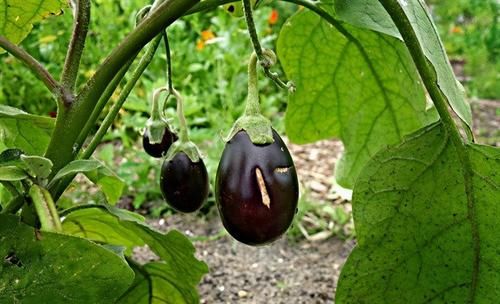 常吃|夏季養生，常吃幾種食物，養護肝臟，提高免疫力，早了解早受益