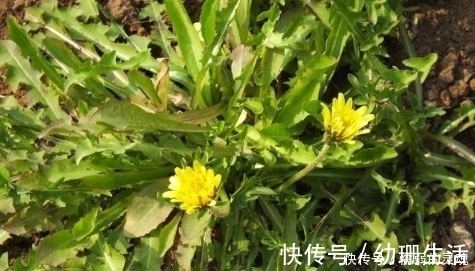 这些野菜可不能随便吃,特别是第二种!不了解不要乱吃