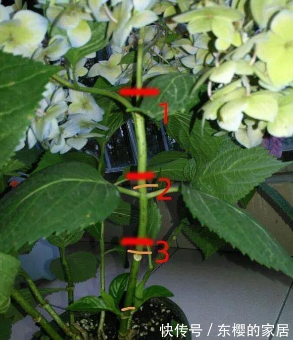 植株|修剪绣球花,早了晚了都不行,这样修剪,植株壮实、花大色艳