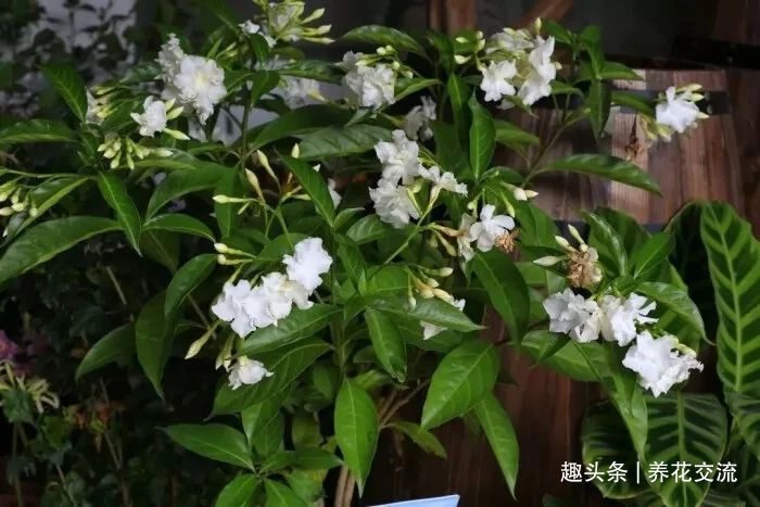 栀子花|花叶和栀子花相似的狗牙花,香味像茉莉花,好养又容易开花