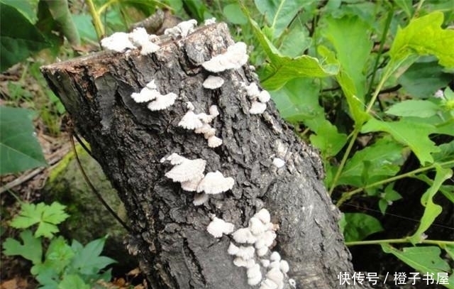 树上长的这个常被忽视 却是无毒的“天然蚊香”