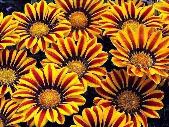 超爱开花的几种花卉,365天开花不断,花色艳丽灿烂无双