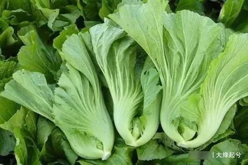 妈妈用了30年的腌酸菜做法，1分钟学会，无添加剂放一年都不会坏