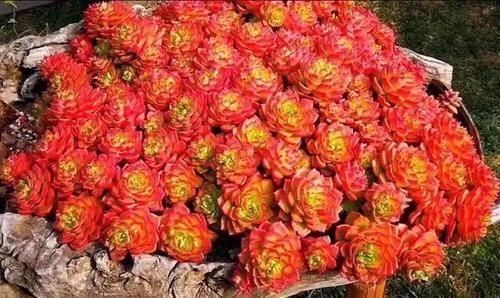 多肉阳台党终于放弃了蒂亚,因为遇见了篝火,颜色火红皮实好养