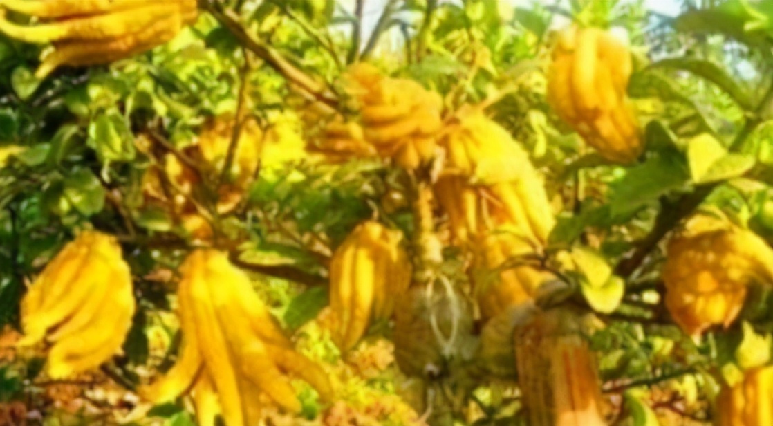 佛手柑|女性不想变黄脸婆,坚持吃3种食物,排毒养颜,肌肤更细腻光滑!