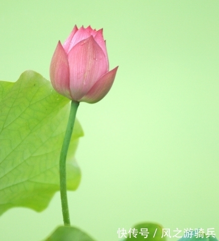 属相鼠|进入年底，运势上涨，4属相事业步步高升，财源广进，日子红火