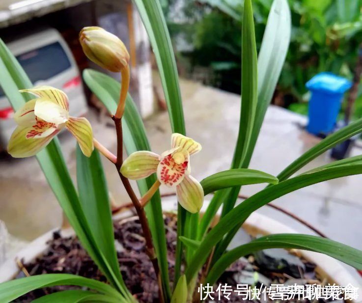 兰花施肥,掌握1句“口诀”,新芽“蹭蹭”冒,花朵“呼呼”开