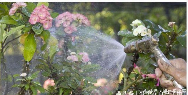 花盆|这几种花,哪怕干得打蔫,也不要往叶子喷水,否则只剩下花盆!