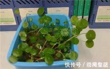 花盆|除了花盆之外,这些东西也是绝佳的养花神器,你用过吗?