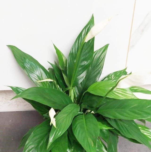 家里有养这5种花，别老是拿去晒太阳，容易晒出问题！