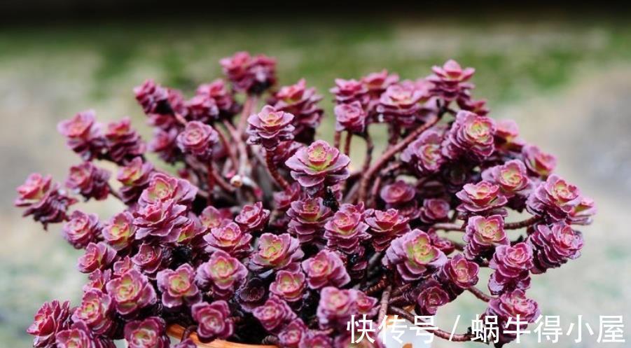 花友|盘点6种适合秋天养的多肉,颜值高好养护,越晒越漂亮,值得拥有