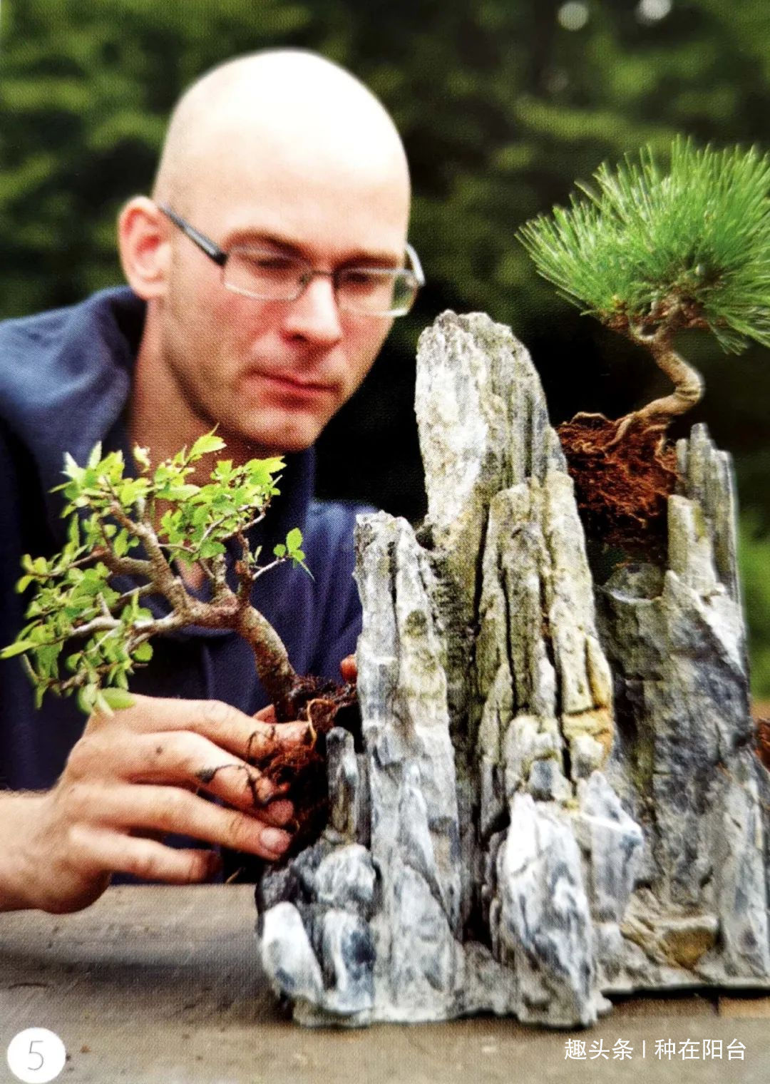 网篮|山水盆景不是非“水”不可,看山石与树木如何演绎一道山水盆景!