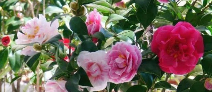 美爆|5种漂亮花,好打理易爆盆,花朵烂漫迷人,美爆了