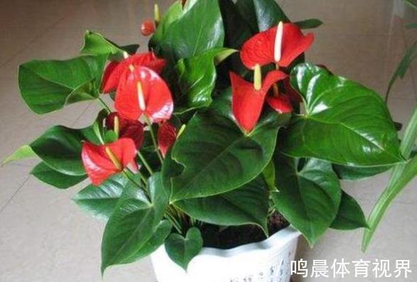 什么花可一年开四季?盆栽上4种植物,个个都能全年花开不停歇