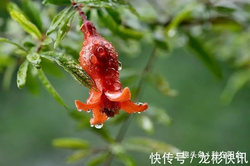 台友|你家盆景石榴不开花、不结果别急,一把剪刀就能解决!