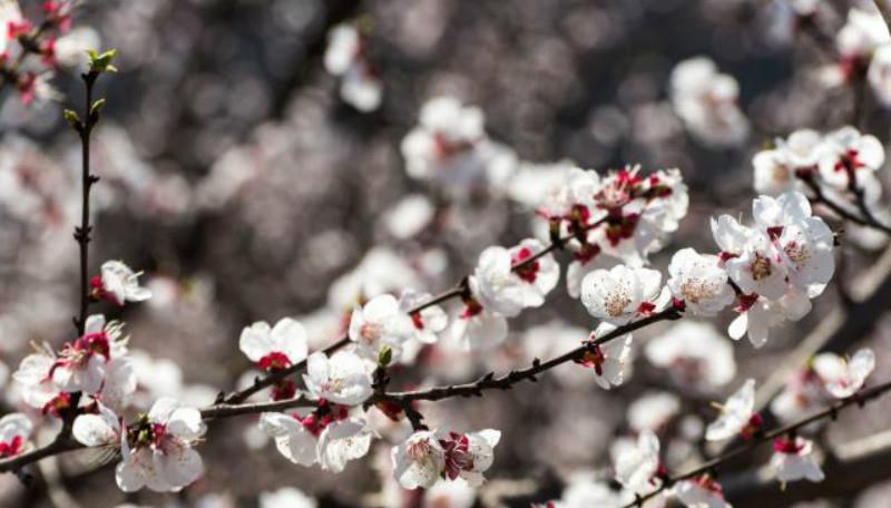 写得|秦观很有韵味的一首诗,苏轼读了都为之倾倒,不失为难得的佳作!