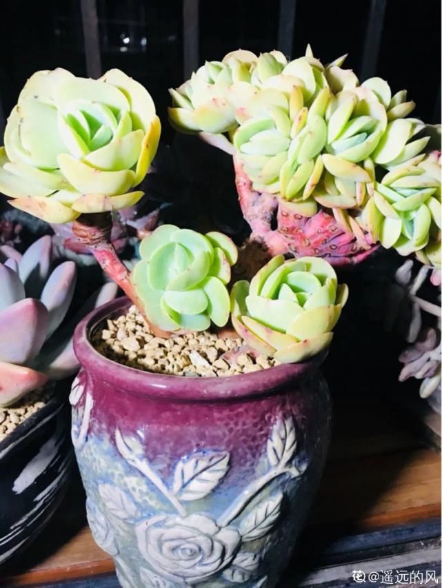 一入肉坑深似海，越养越上瘾