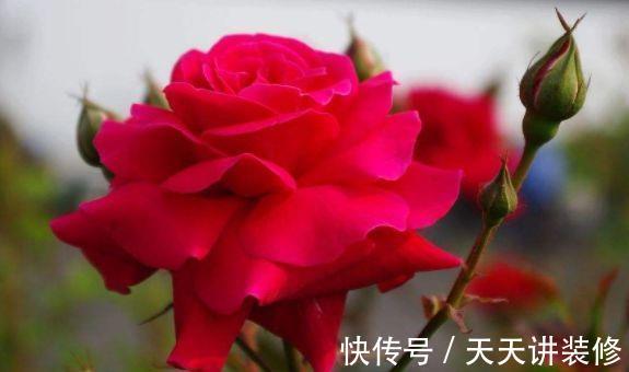 花朵|大暑过后家里阳台养此款花,花朵繁盛惹人爱,年年开花不断