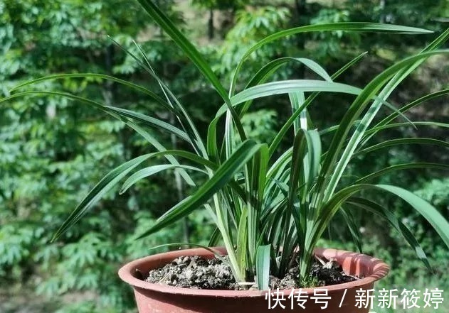 花盆|兰盆的土总是太湿怎么办？教你小技巧，把土壤调节到最佳状态