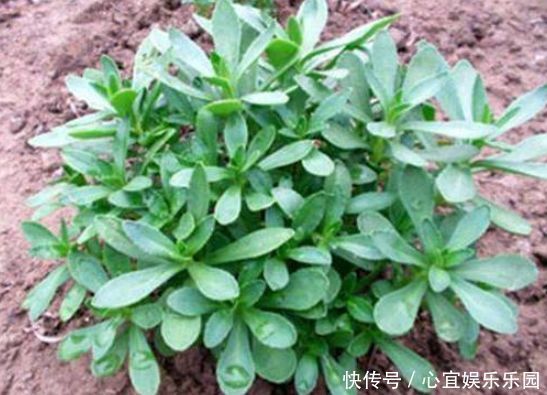 口感|农村常见的野草,含钙量高,口感鲜嫩,城里的富贵餐,一斤10元