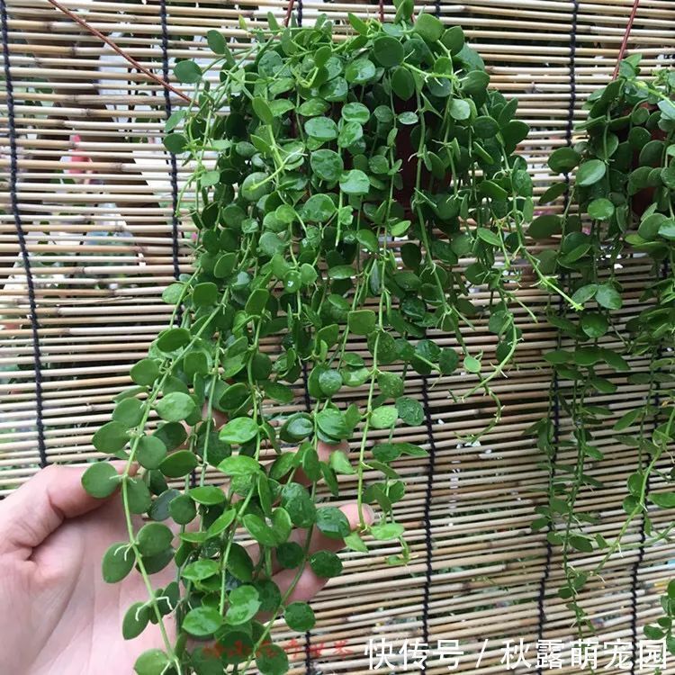 植物|八种命里带“钱”的植物，家里养一盆，招财又旺运，你家养了几种