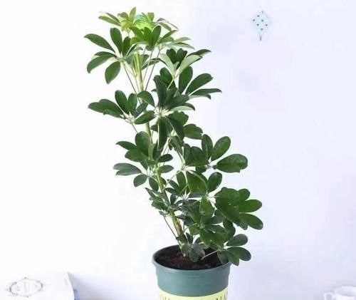 三种“吸毒花”，个个都是吉祥花，家里养一盆，呵护全家健康