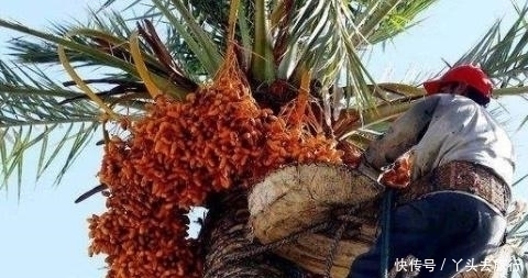 迪拜|中国“不值钱”水果,在迪拜被土豪疯狂追捧,普通人还吃不起