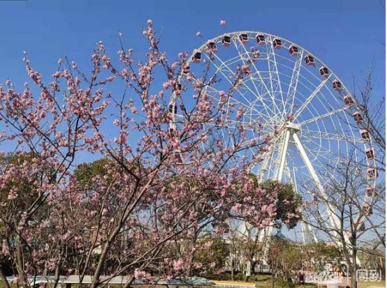 阳光和煦，宝山这里花开得正好，朋友圈刷屏预定