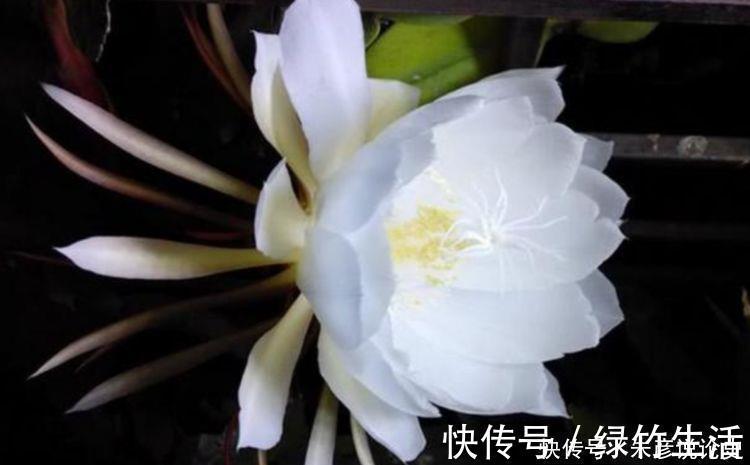 养花试试此几款,花量超大的,天气越热,开花越美