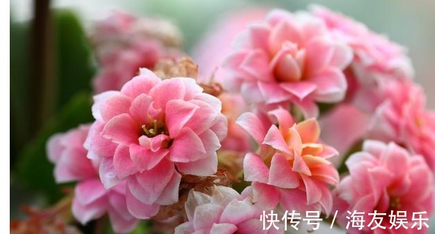 长寿花最详细的养殖方法,浇水、光照、施肥等,养不好都难!