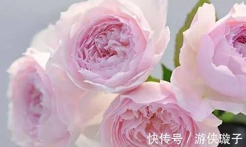 有机肥|月季花为什么开花越来越浅,颜色越来越淡,3个原因区分对待