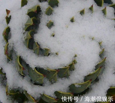 女王|一盆芦荟1万多，一棵能长50年，越老越值钱，你见过芦荟女王吗