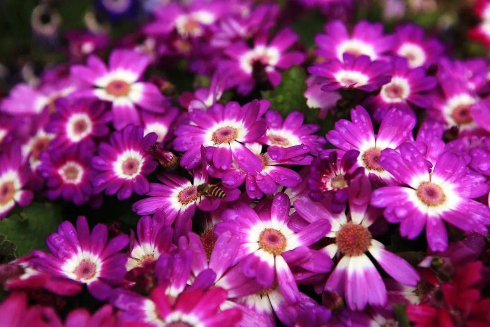 立春后，家里养上这3种植物，寓意特别好~快试试~