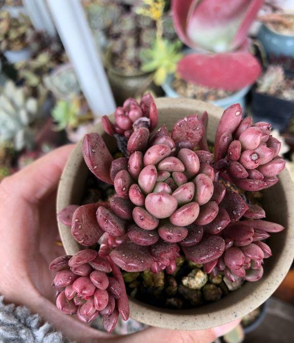 气温太高多肉容易死,赶紧停止浇水,高温加上浇水,多肉肯定死