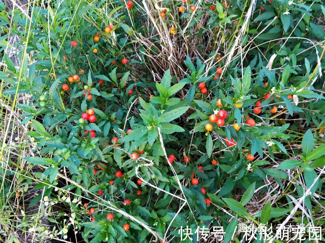 珊瑚樱|农村田边一种“樱桃”,见到可别吃,又毒又辣,但它价值却很高