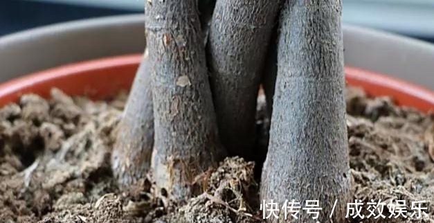 浇水|盆栽养花发财树这样养,再也不烂根,开花结果黑油亮