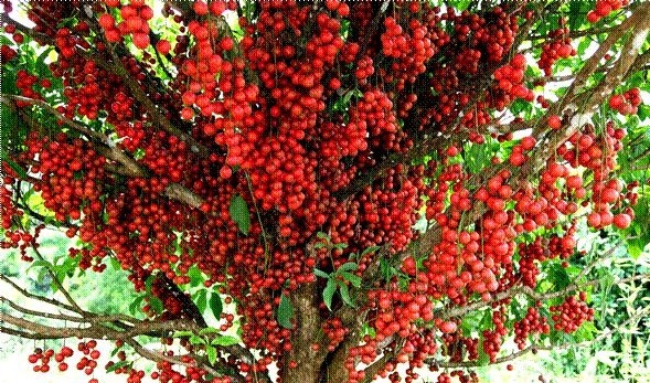 建议家有小院定要种上几样盆栽，沾土就能活，驱蚊又好看