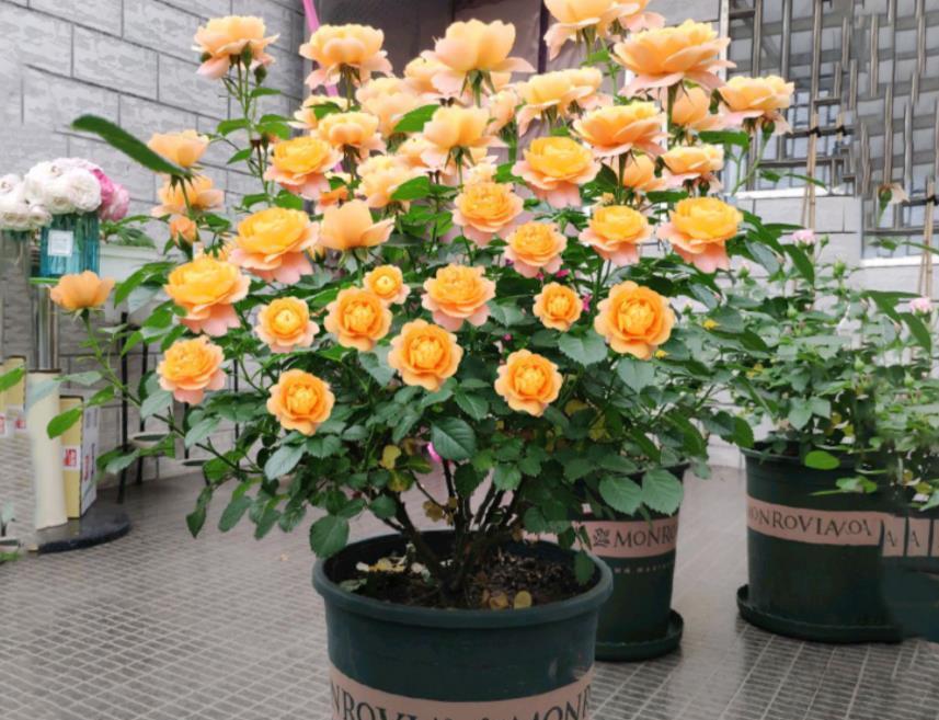 品种|阳台养一盆“果汁阳台”吧,月季中的精品品种,一年绽放300天