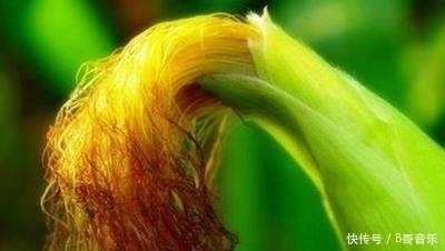 胆汁|一两“玉米须”顶10幅药,能治10种病,扔掉实在太可惜了!