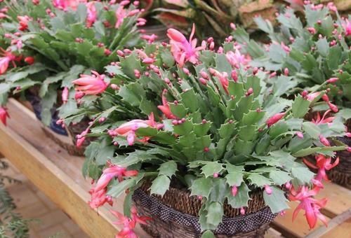 5种漂亮花，现在养一盆正当时，好养又好看，过年开成小花园