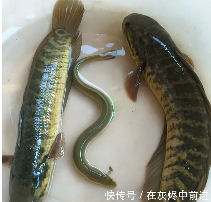 笋壳鱼|农村逐渐消失的5种小鱼,儿时用蚯蚓能钓到,现在却罕见了