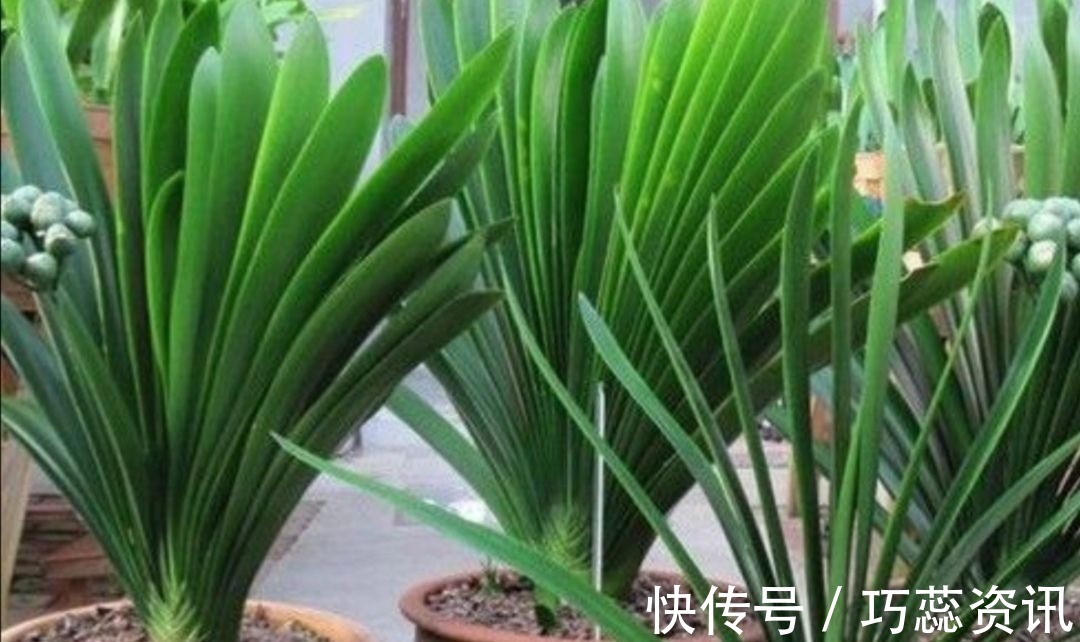 施肥|10月养君子兰,勤用“4种花肥”,植株长势旺,有助于开花