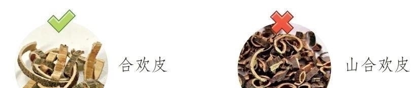 合欢皮|每天认识一味中药——合欢皮